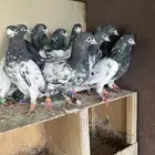 تيادي