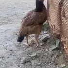 ديكه انثئ باكستاني