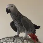 كاسكو الييف حمامه هدد داخلي
