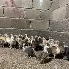صوص بلدي