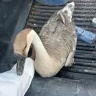 وزه عراقي البيع