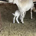 ثنيه تحتها رخل