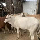 حسلان واقعدان