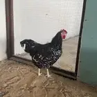للبيع ديك انجليزي سوساكس