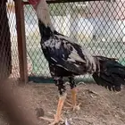 ديك باكستاني