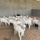 بهم حري