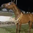 مربط عز الشقيق جازان - الشقيق