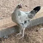 ديك ودجاج فرنسي