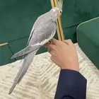 كروان اليف هدد داخلي مزاجي مايعض يقبل انك تحك راسه