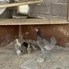 دجاج وديك برهما ودجاج مكنتوش
