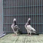 حمام باكستاني