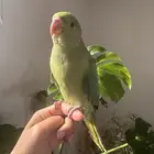 فرخ دره تم البيع