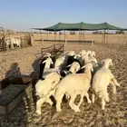 بهم حري خاروف صافي(( تم البيع))