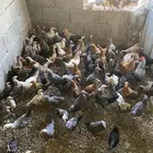 دجاج وديوك بلدي