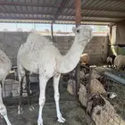 للبيع قعدان عدله