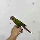 كنيور سيلمون