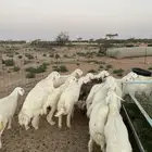 ذبائح برية