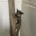 سنجاب طائر ذكر العمر 9 شهور و نص