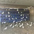 ارانب رحمام جامبو