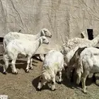 4 عليها 3 و وحدة دافع حاصب غنم شهران