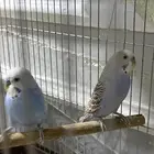 عصافير باجي