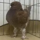 كنق مودينا أمريكي