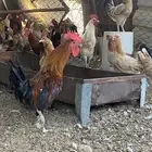 دجاج بلدي