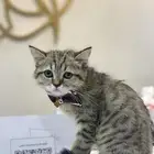 قطط