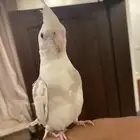 ببغاء كروان اليف