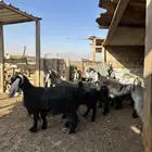 معزا عوارض دفيع