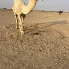 فحل اوضح رماني على فاهيان الفصام