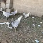 دجاج فيومي المونيم 3شهور