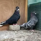 للبيع جوزين قطايف توب .