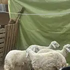 طليان ذبايح