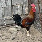 للبيع ديك فري احمر اصيل