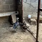 دجاج سندي بيور