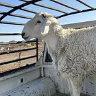 طلي مشروط