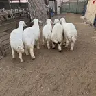 خرفان حري فاخر