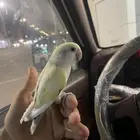 ببغاء روز