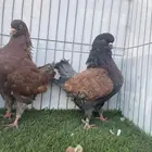 حمام كنق