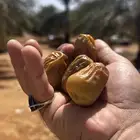 مددنا العرض للسكري المفتل