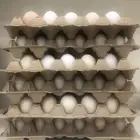بيض بلدي