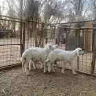 4 خرفان للبيع