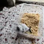 ببغاء كاسكو