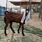 جفر حجازية دهماء جذعه فاخرة