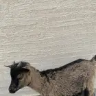 للبيع ماعز قزمي