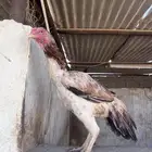 دجاجه شامو ياباني