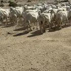 غنم مقاني من غنم شهران