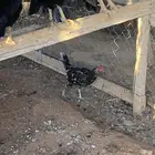 دجاج باكستاني للبيع الخرج