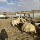 رخال نعيم ذبايح